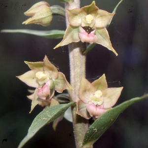 Epipactis parviflora (A.Niesch. & C.Niesch.) E.Klein (Épipactis à petites fleurs)