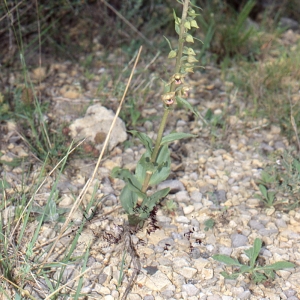 Photographie n°987908 du taxon Epipactis kleinii M.B.Crespo, M.R.Lowe & Piera [2001]