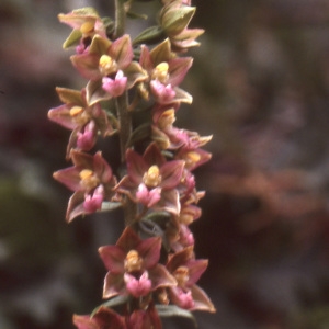 Epipactis atropurpurea var. tremolsii (Pau) Schltr. (Épipactis de Tremols)