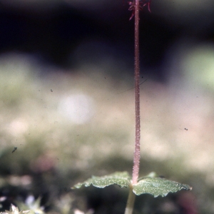 Photographie n°987916 du taxon Listera cordata (L.) R.Br. [1813]