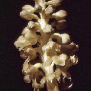 Photographie n°987932 du taxon Neottia nidus-avis (L.) Rich. [1817]