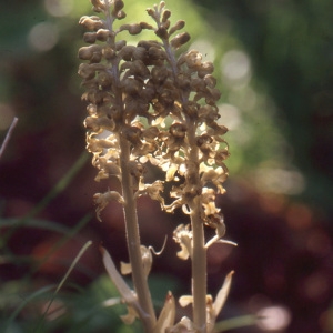 Photographie n°987933 du taxon Neottia nidus-avis (L.) Rich. [1817]
