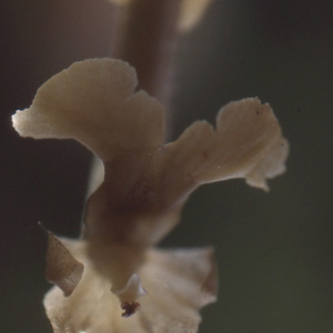 Photographie n°987935 du taxon Neottia nidus-avis (L.) Rich. [1817]