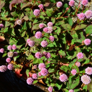 Photographie n°987996 du taxon Polygonum capitatum Buch.-Ham. ex D.Don [1825]