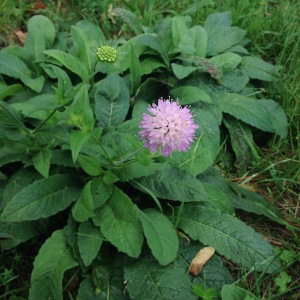 Photographie n°988172 du taxon Knautia arvernensis (Briq.) Szabó [1934]