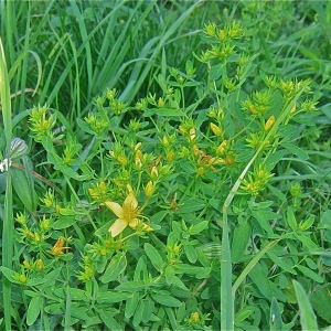 Photographie n°988349 du taxon Hypericum perforatum L. [1753]