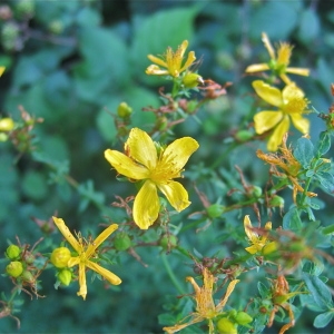 Photographie n°988350 du taxon Hypericum perforatum L. [1753]