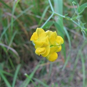 Photographie n°988605 du taxon Lathyrus pratensis L. [1753]