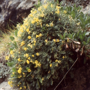 Hippocrepis balearica Jacq.