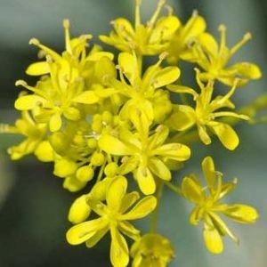 Photographie n°988692 du taxon Isatis tinctoria L. [1753]