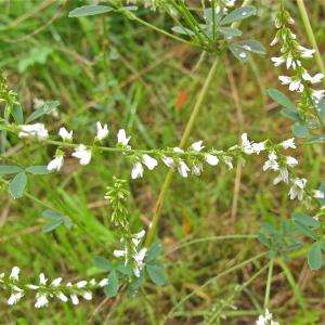 Photographie n°988898 du taxon Melilotus albus Medik. [1787]