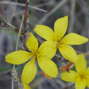 Photographie n°989306 du taxon Lactuca viminea (L.) J.Presl & C.Presl [1819]