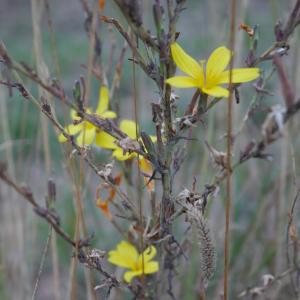 Photographie n°989307 du taxon Lactuca viminea (L.) J.Presl & C.Presl [1819]