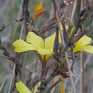Photographie n°989308 du taxon Lactuca viminea (L.) J.Presl & C.Presl [1819]