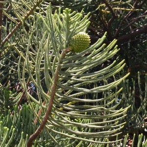  - Araucaria heterophylla (Salisb.) Franco