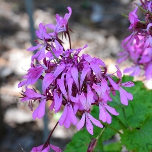 Photographie n°989792 du taxon Pelargonium zonale (L.) L'Hér. [1789]