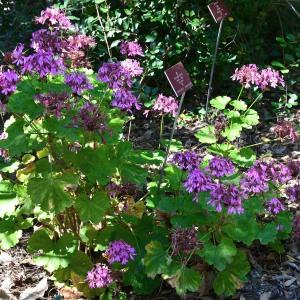 Pelargonium zonale (L.) L'Hér. (Géranium à feuilles zonées)