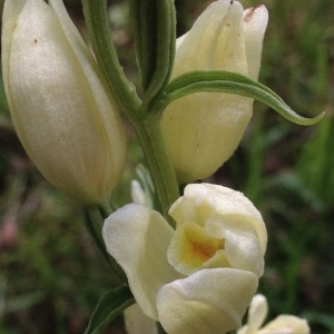 Photographie n°989820 du taxon Cephalanthera damasonium (Mill.) Druce [1906]