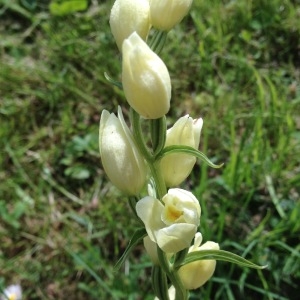 Photographie n°989821 du taxon Cephalanthera damasonium (Mill.) Druce [1906]