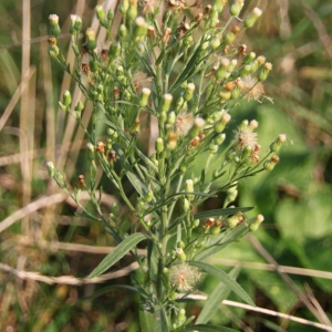 Photographie n°989954 du taxon Erigeron canadensis L. [1753]