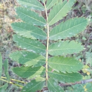 Photographie n°990489 du taxon Sorbus domestica L. [1753]