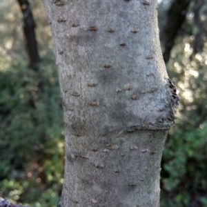 Photographie n°990490 du taxon Sorbus domestica L. [1753]