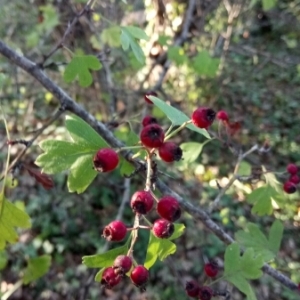 Photographie n°990514 du taxon Crataegus monogyna Jacq. [1775]