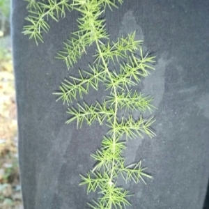 Photographie n°990544 du taxon Asparagus acutifolius L. [1753]