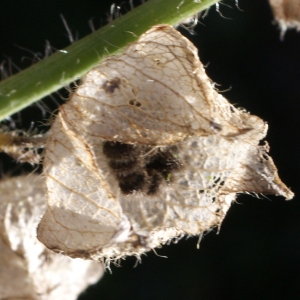 Photographie n°990610 du taxon Malva moschata L. [1753]