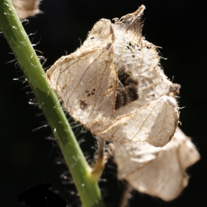 Photographie n°990613 du taxon Malva moschata L. [1753]