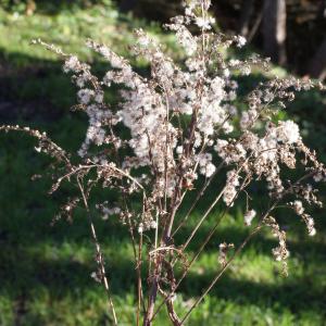 Photographie n°990625 du taxon Solidago canadensis L. [1753]