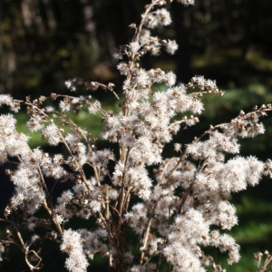 Photographie n°990640 du taxon Solidago canadensis L. [1753]