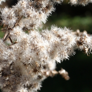 Photographie n°990641 du taxon Solidago canadensis L. [1753]