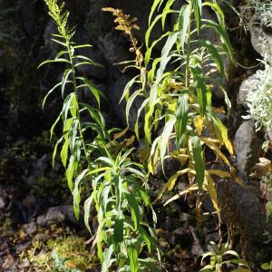 Photographie n°990643 du taxon Solidago canadensis L. [1753]