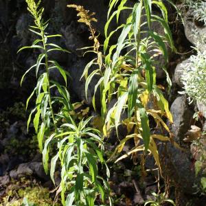 Photographie n°990645 du taxon Solidago canadensis L. [1753]