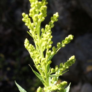 Photographie n°990647 du taxon Solidago canadensis L. [1753]