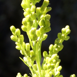 Photographie n°990652 du taxon Solidago canadensis L. [1753]