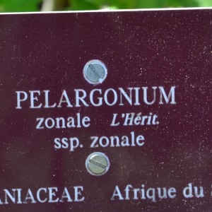 Photographie n°990771 du taxon Pelargonium zonale (L.) L'Hér. [1789]