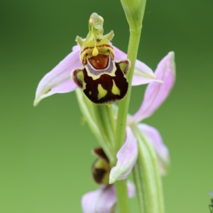 Photographie n°990934 du taxon Ophrys apifera Huds. [1762]
