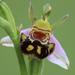 Photographie n°990935 du taxon Ophrys apifera Huds. [1762]
