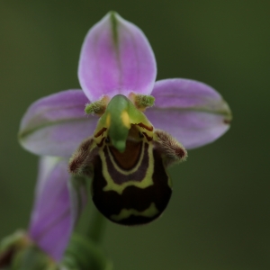Photographie n°990937 du taxon Ophrys apifera Huds. [1762]