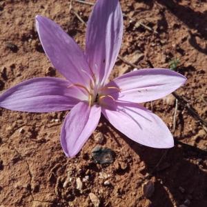  - Colchicum filifolium (Cambess.) Stef. [1926]