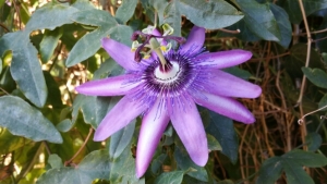 Bernard Sudan, le 30 octobre 2016 (Cassis)