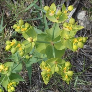 Photographie n°991693 du taxon Euphorbia serrata L. [1753]