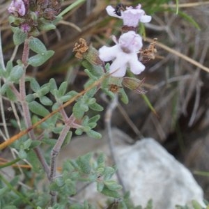 Photographie n°991698 du taxon Thymus vulgaris L. [1753]