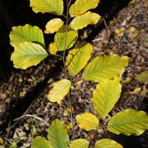 Photographie n°991769 du taxon Fagus sylvatica L. [1753]