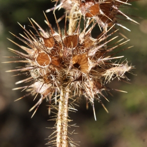 Photographie n°991787 du taxon Galeopsis tetrahit L. [1753]