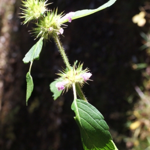 Photographie n°991806 du taxon Galeopsis tetrahit L. [1753]