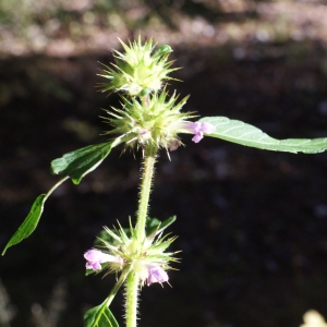 Photographie n°991809 du taxon Galeopsis tetrahit L. [1753]