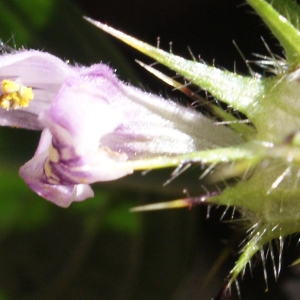 Photographie n°991822 du taxon Galeopsis tetrahit L. [1753]